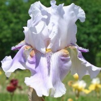 'Epee Violette' Bourdillon 2004